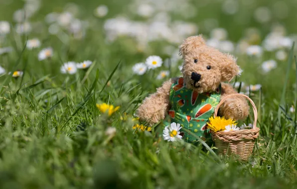 Картинка трава, природа, настроение, игрушка, ромашки, весна, медведь, мишка, медвежонок, прогулка, цветочки, корзинка, тедди, мишутка