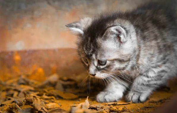 Картинка кошка, взгляд, листья, поза, котенок, серый, малыш, мордашка