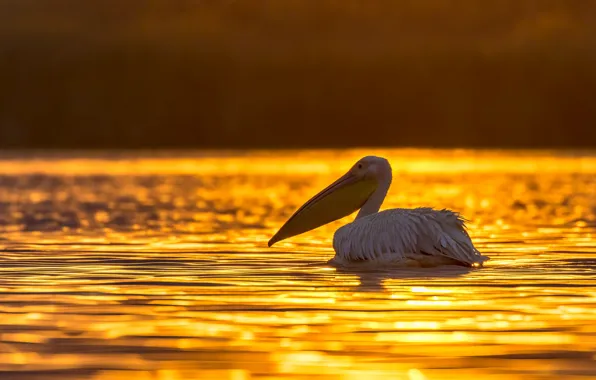 Картинка вода, свет, закат, блики, птица, желтый фон, водоем, плавание, пеликан
