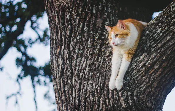 Картинка кот, отдых, на дереве, котейка