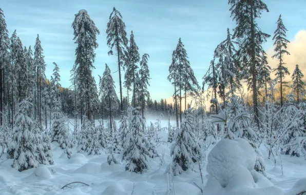Картинка зима, лес, небо, снег, деревья, сугробы