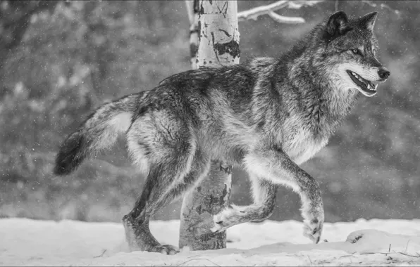 Картинка nature, wolf, step by step