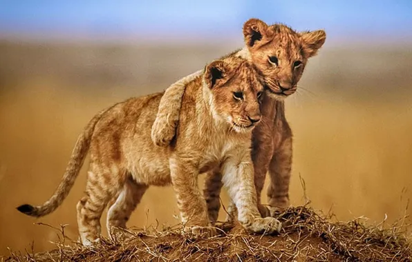 Картинка animals, wildlife, Brotherly Love, Lion Cubs