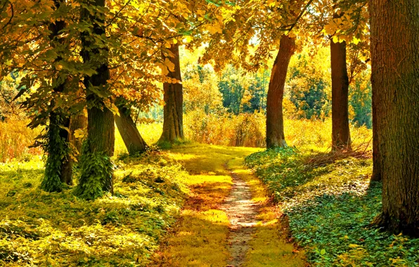 Картинка осень, лес, трава, листья, солнце, деревья, ветки, природа
