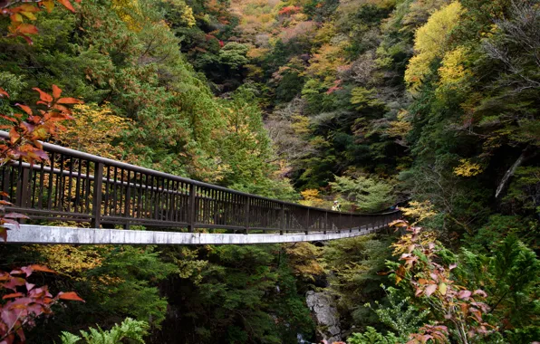 Картинка Природа, Мост, Осень, Япония, Лес, Долина, Митараи