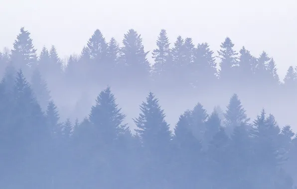 Картинка лес, горы, Украина, карпаты
