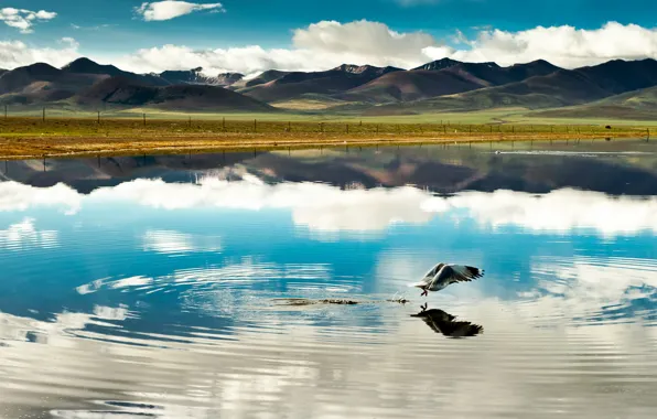 Картинка облака, полет, горы, озеро, отражение, птица, китай, china, тибет, tibet