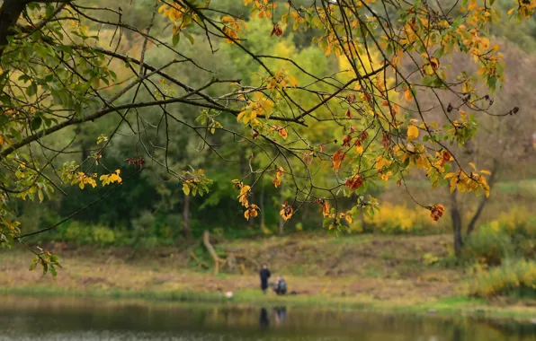 Картинка осень, природа, озеро, настроение, веточки