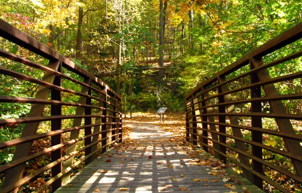 Картинка осень, листья, деревья, Nature, мостик, листопад, trees, bridge