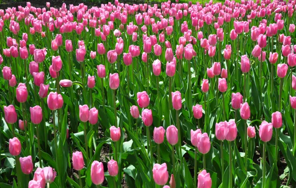 Картинка розовый, весна, тюльпаны, розовые тюльпаны