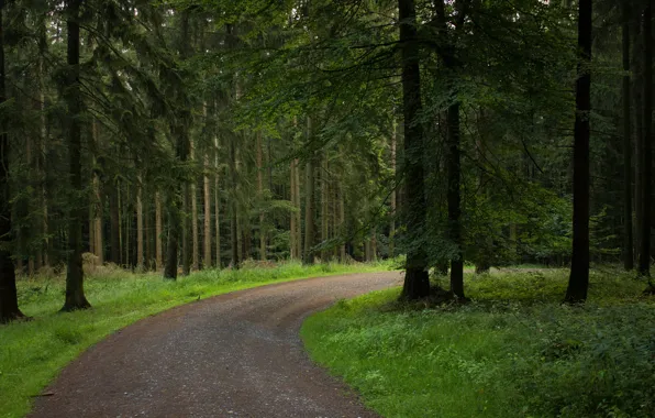 Картинка зелень, лес, деревья, green, дорожка, forest, Nature, trees