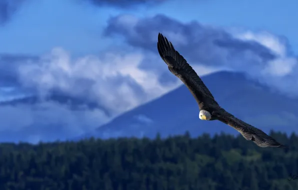 Картинка высота, крылья, мощь, полёт, белоголовый орлан, размах, хищная птица
