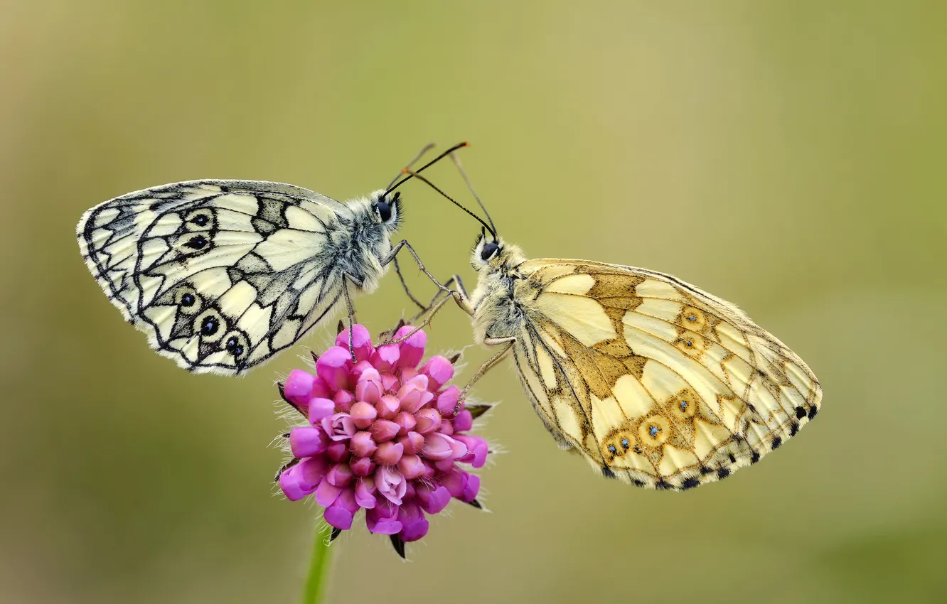 Фото обои цветок, бабочки, крылья, стебель, усики, flower, wings, butterflies