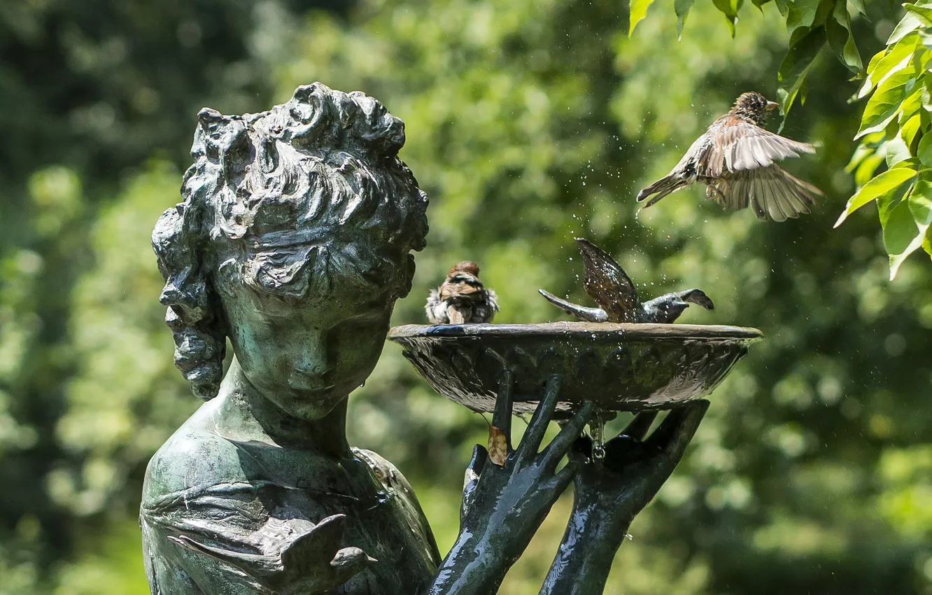 Фото обои птицы, фонтан, воробьи