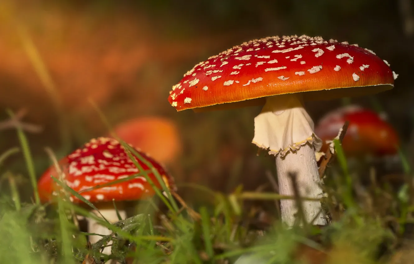 Фото обои осень, природа, грибы