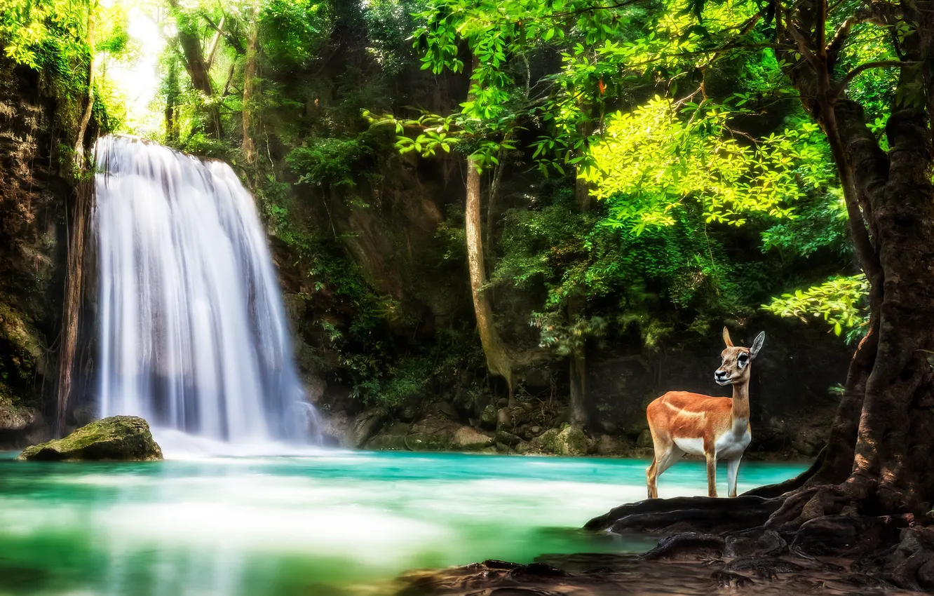 Фото обои лес, деревья, природа, животное, водопад, олень, Таиланд, Thailand
