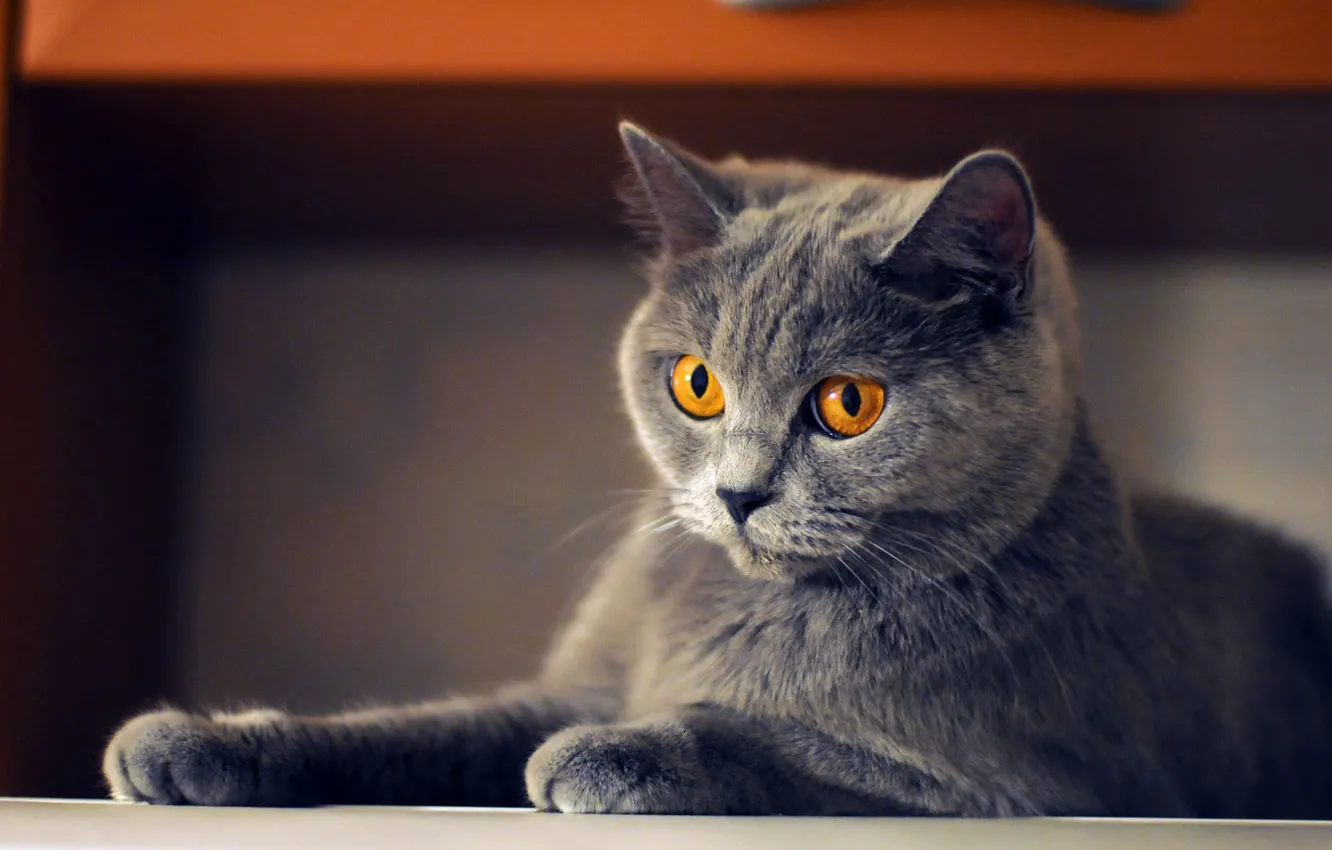 Фото обои кошка, кот, взгляд, серый, мебель, лапы, лежит, мордашка