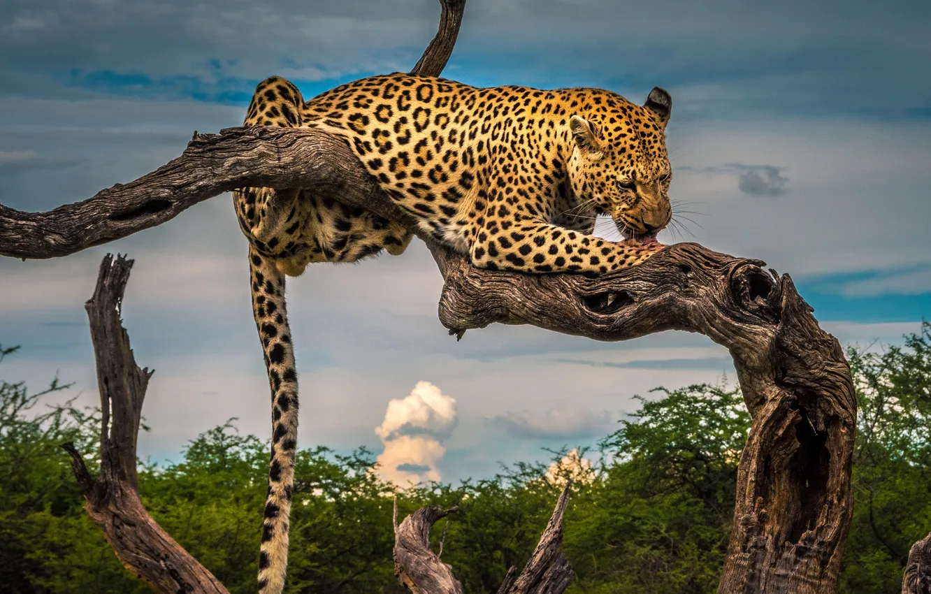 Фото обои leopard, predator, animal, big cat