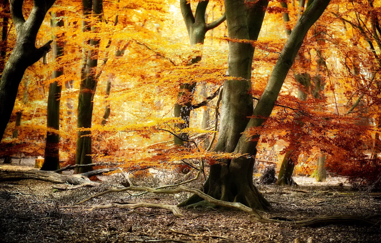 Фото обои осень, лес, природа