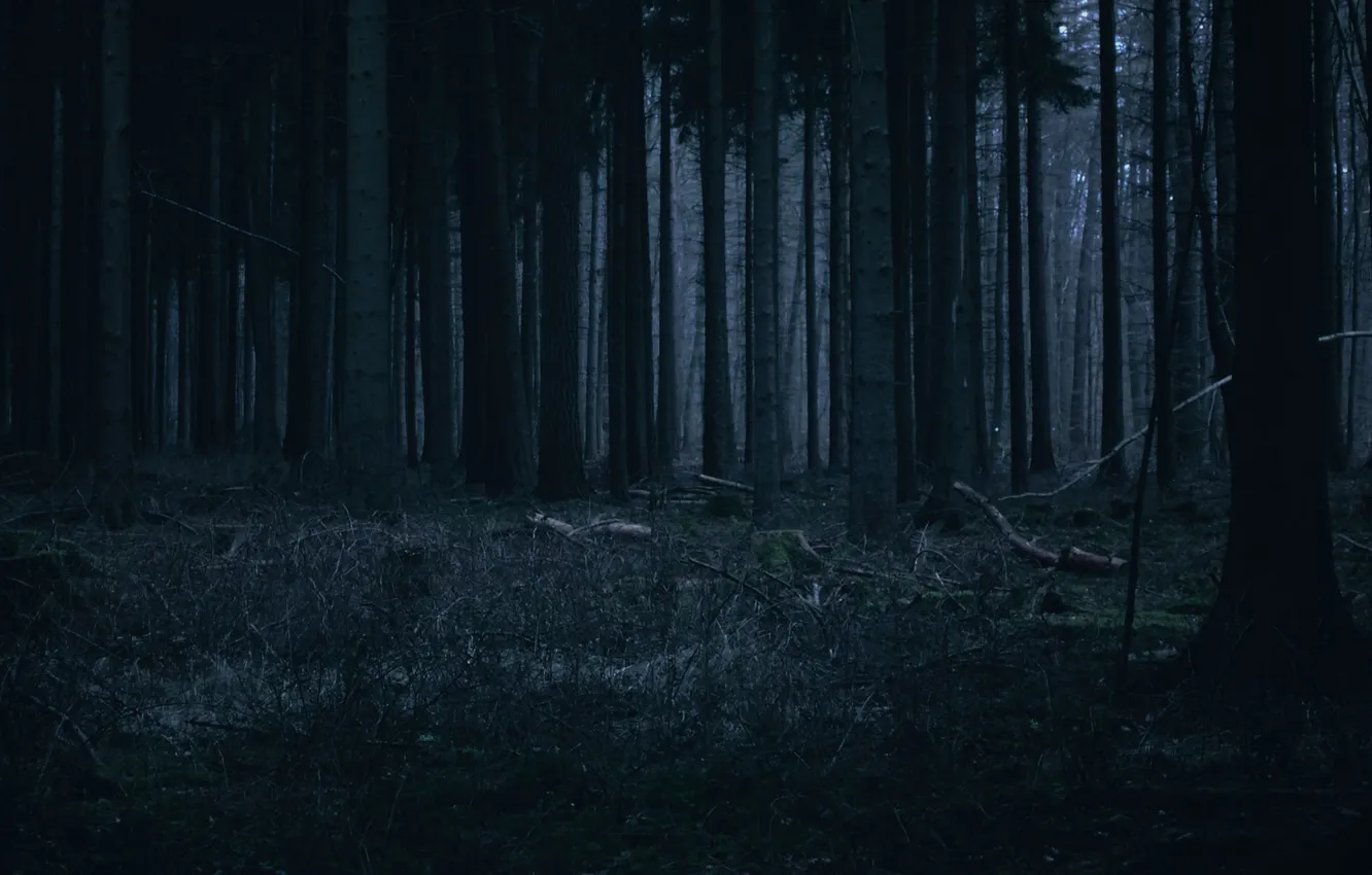 Фото обои лес, деревья, ночь, природа, растения, forest, trees, nature