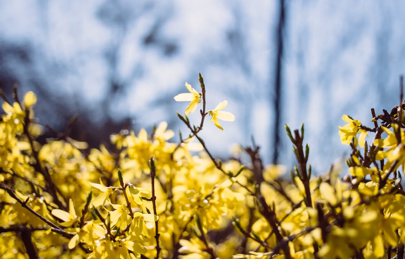 Фото обои Цветы, Природа, Цвет, Желтый, Весна, Листья, Растение, Сад