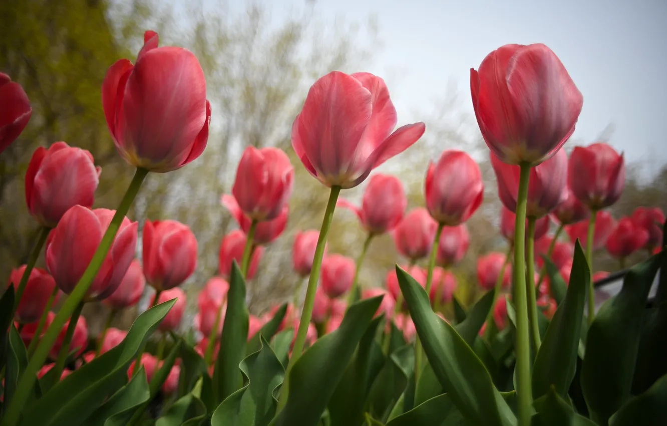Фото обои поле, тюльпаны, красные, розовые, бутоны, клумба, много, тюльпановое