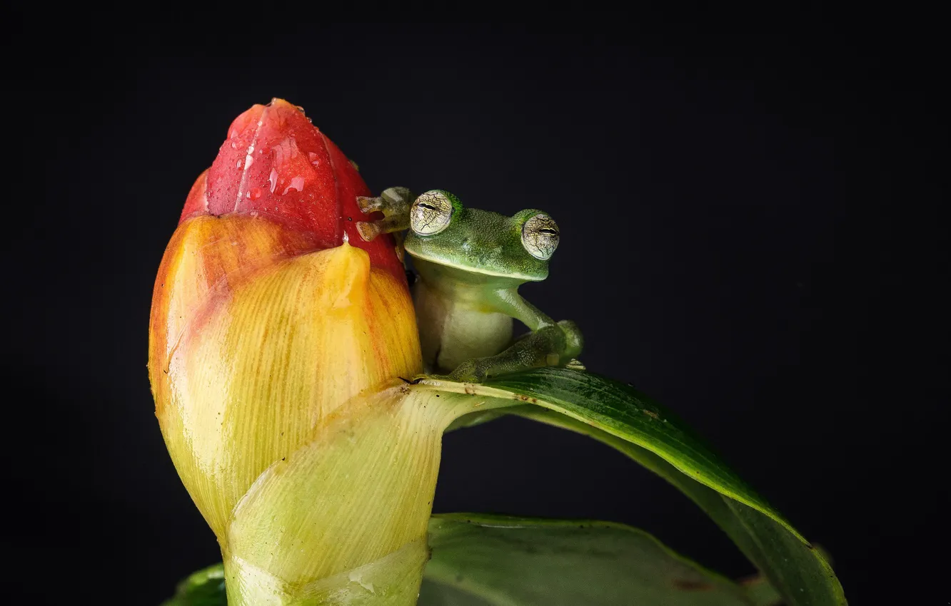 Фото обои цветок, макро, лягушка