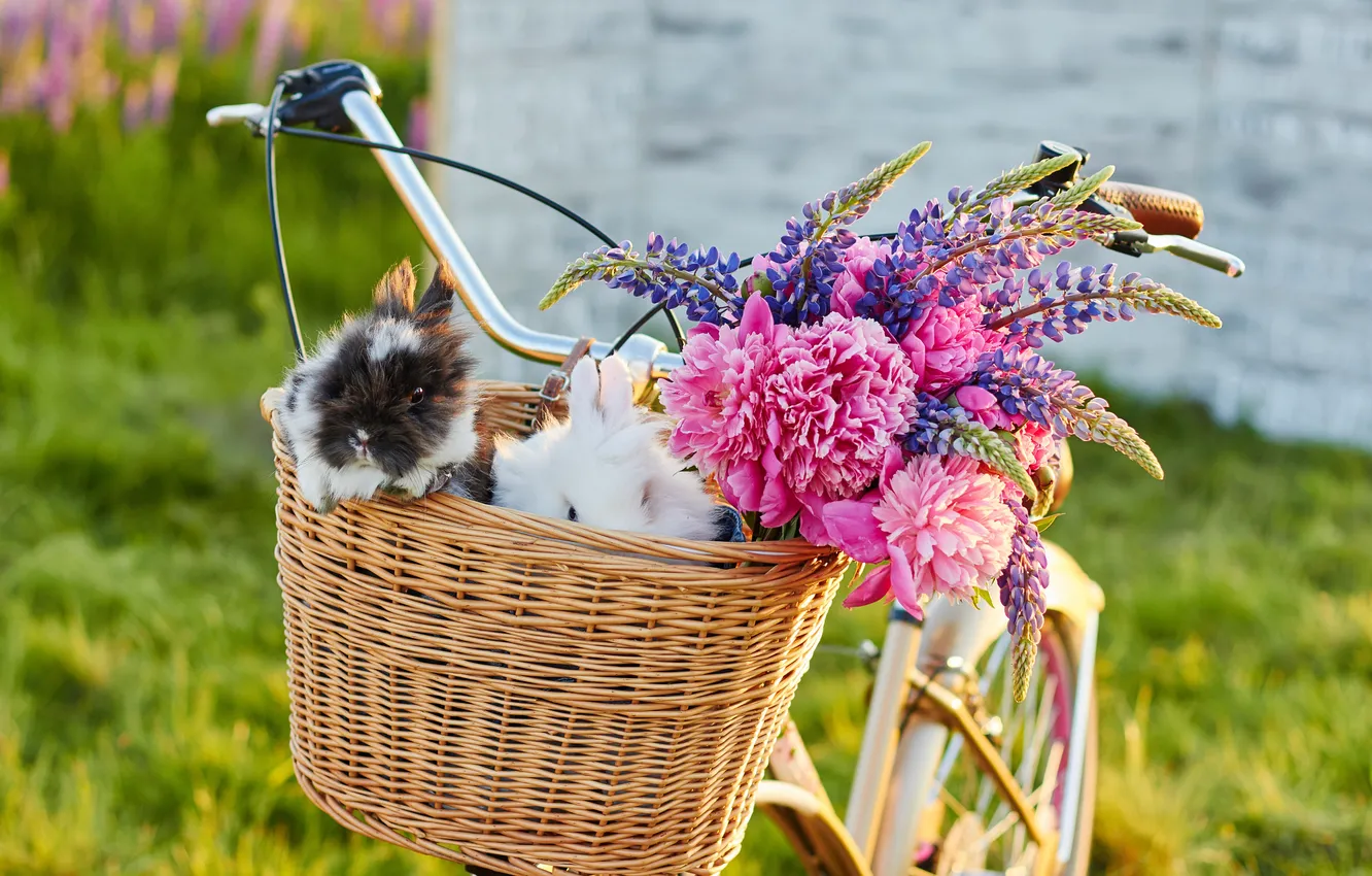 Фото обои цветы, велосипед, кролики, flowers, rabbits, Bicycle