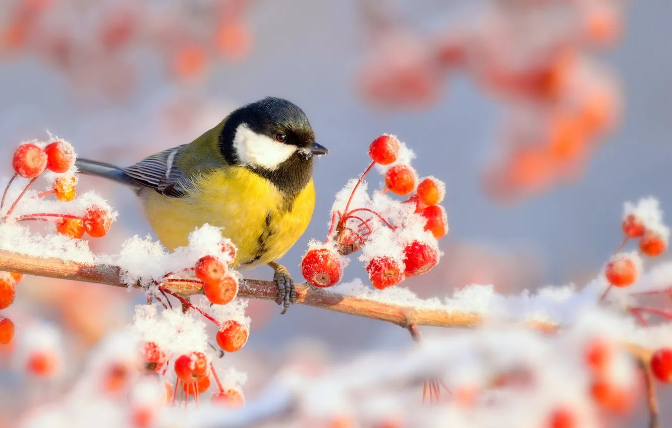 Фото обои зима, иней, снег, природа, ягоды, птица, ветка, мороз