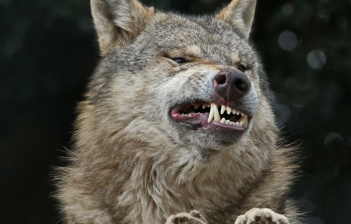 Фото обои морда, улыбка, волк, зубы, клыки, оскал, улыбка зквозь зубы