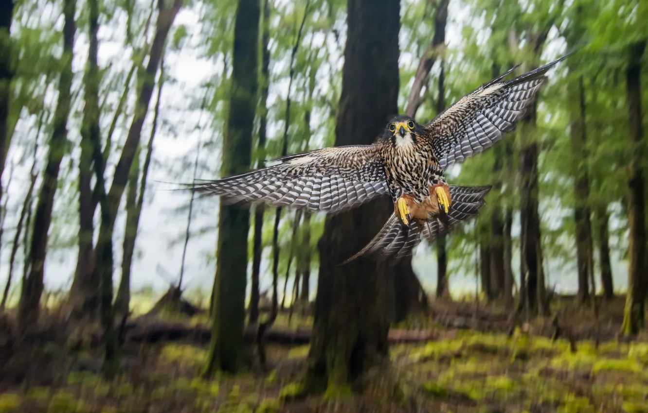 Фото обои лес, природа, птица, Wild New Zealand Falcon