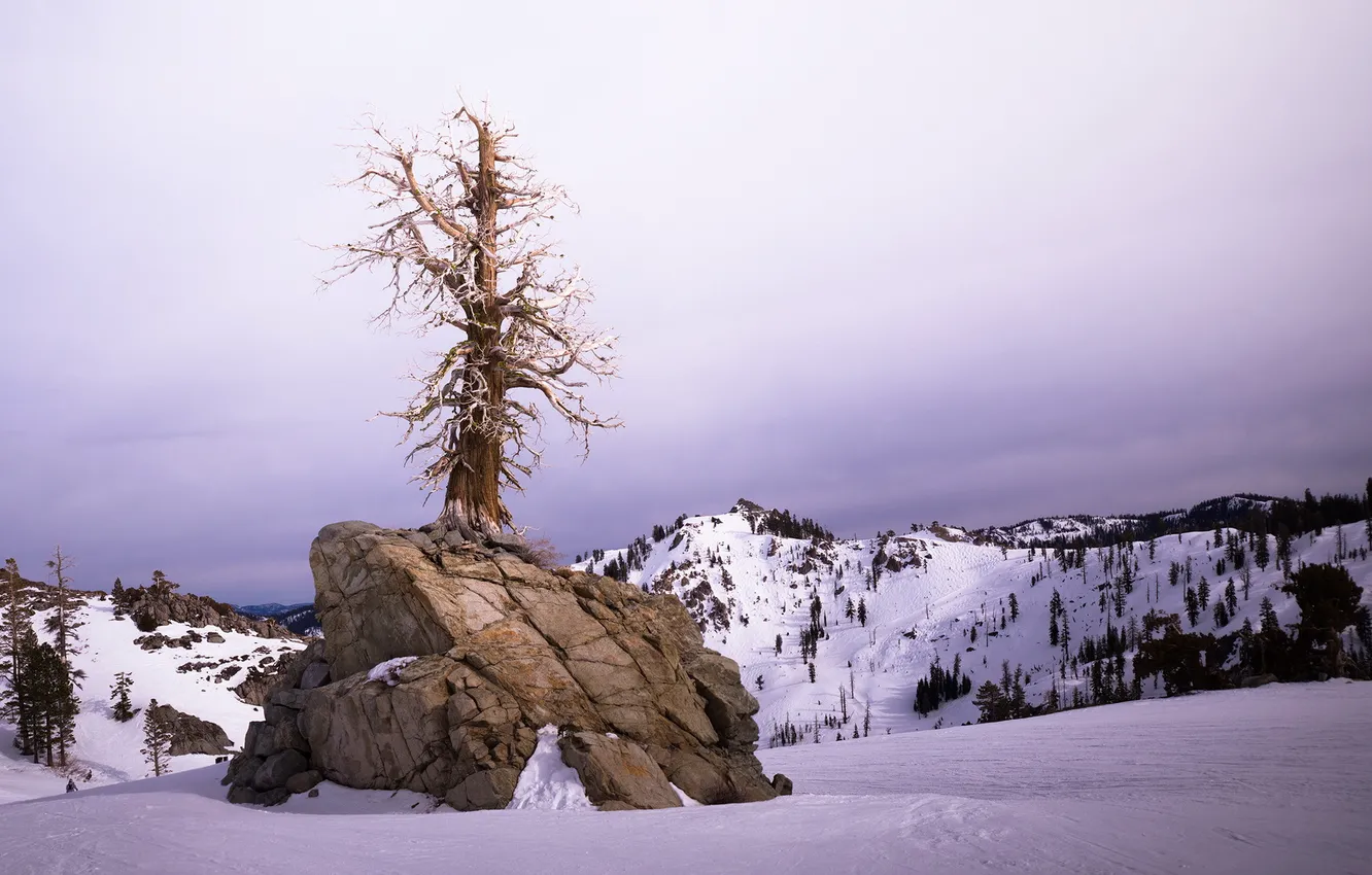 Фото обои зима, пейзаж, дерево