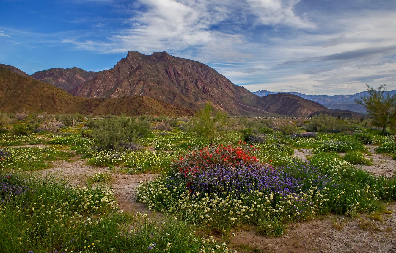 Фото обои пейзаж, цветы, горы, парк, Колорадо, США, Анза-Боррего-Дезерт