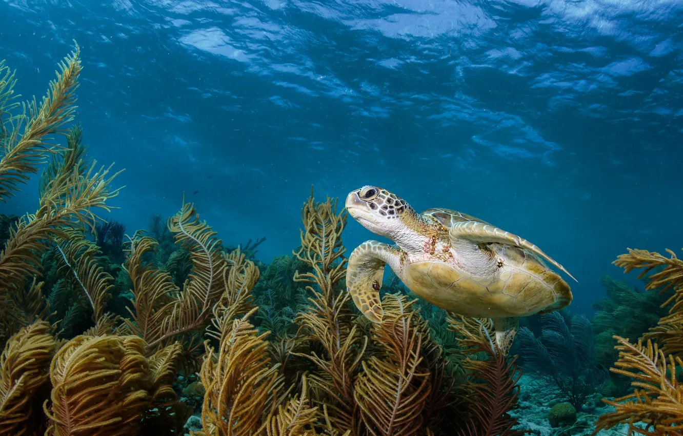 Фото обои море, водоросли, черепаха, подводный мир, морская черепаха, плавание