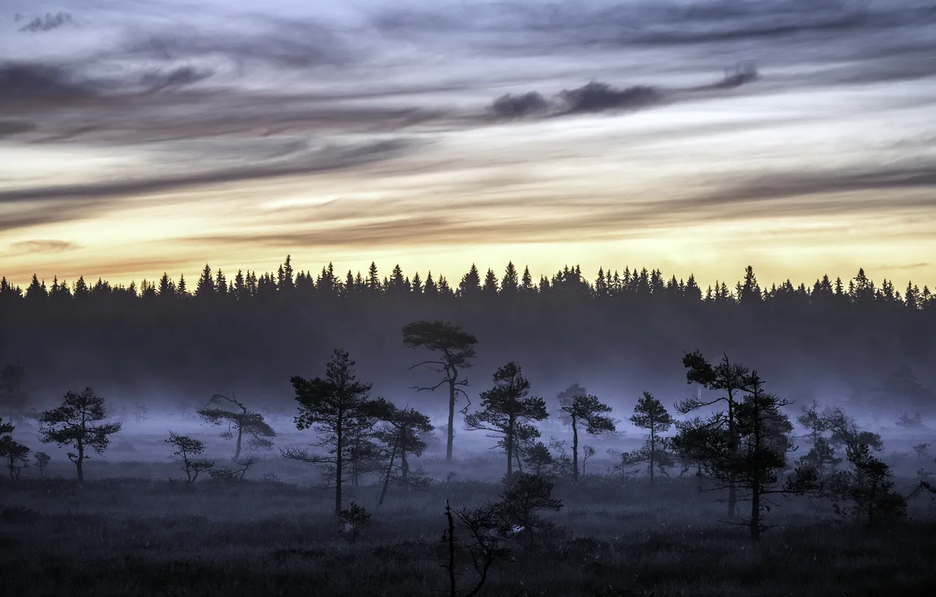 Фото обои sunrise, swamp, Early morning, Torronsuo National Park