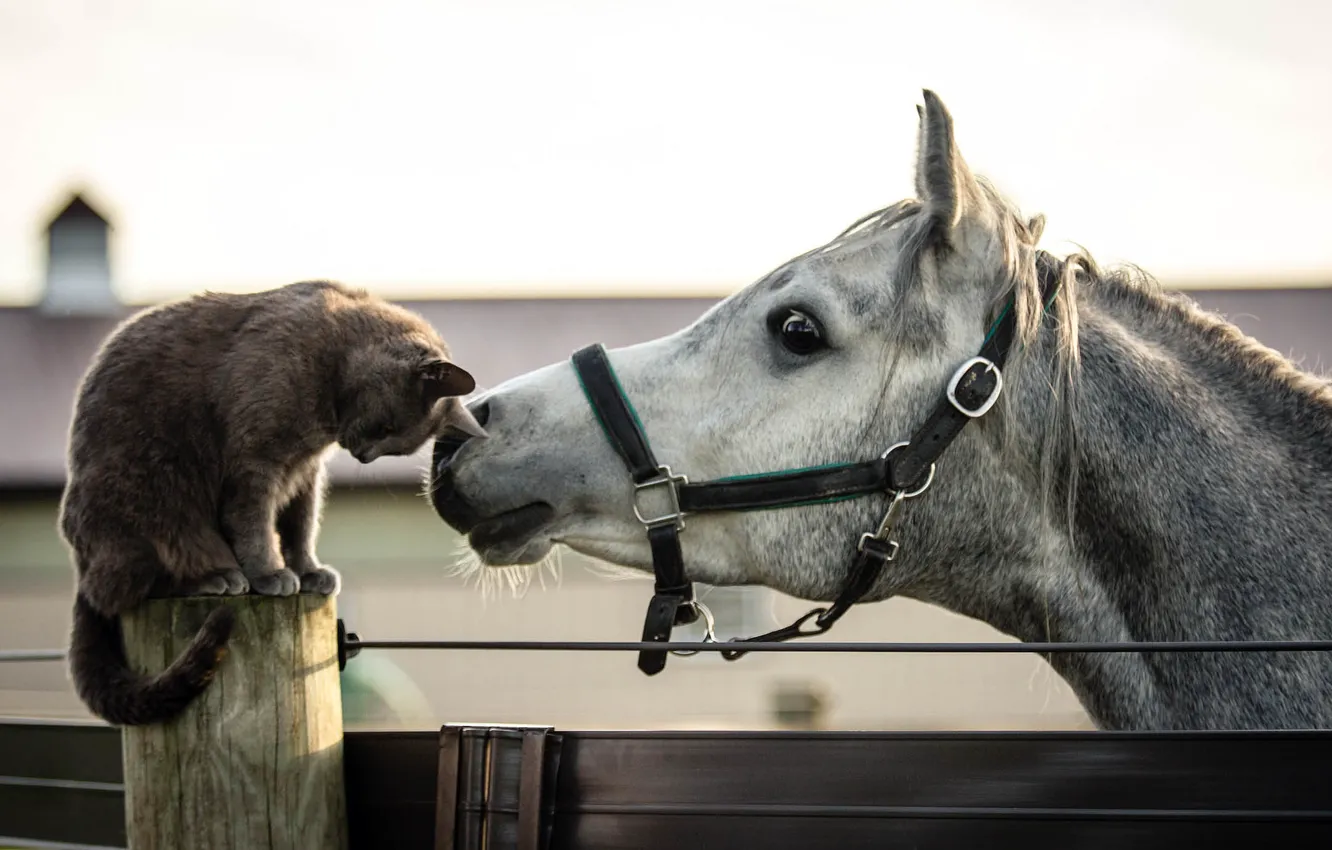 Фото обои кошка, конь, друзья