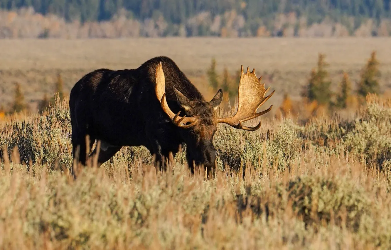Фото обои big, canada, animal, wildlife, moose, male