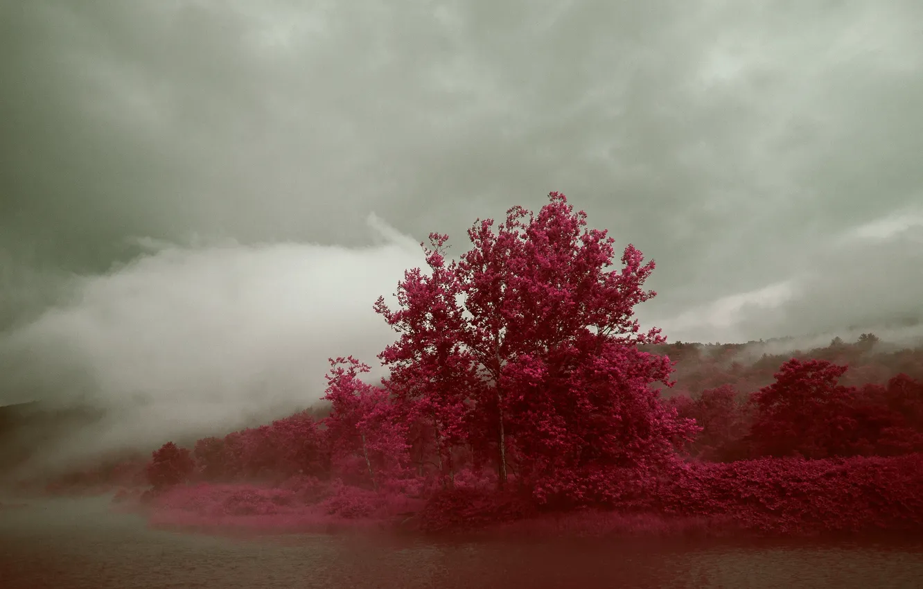 Фото обои осень, небо, деревья, тучи, туман, озеро