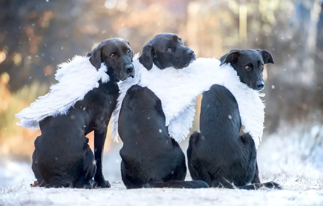 Фото обои зима, осень, собаки, взгляд, свет, снег, природа, поза