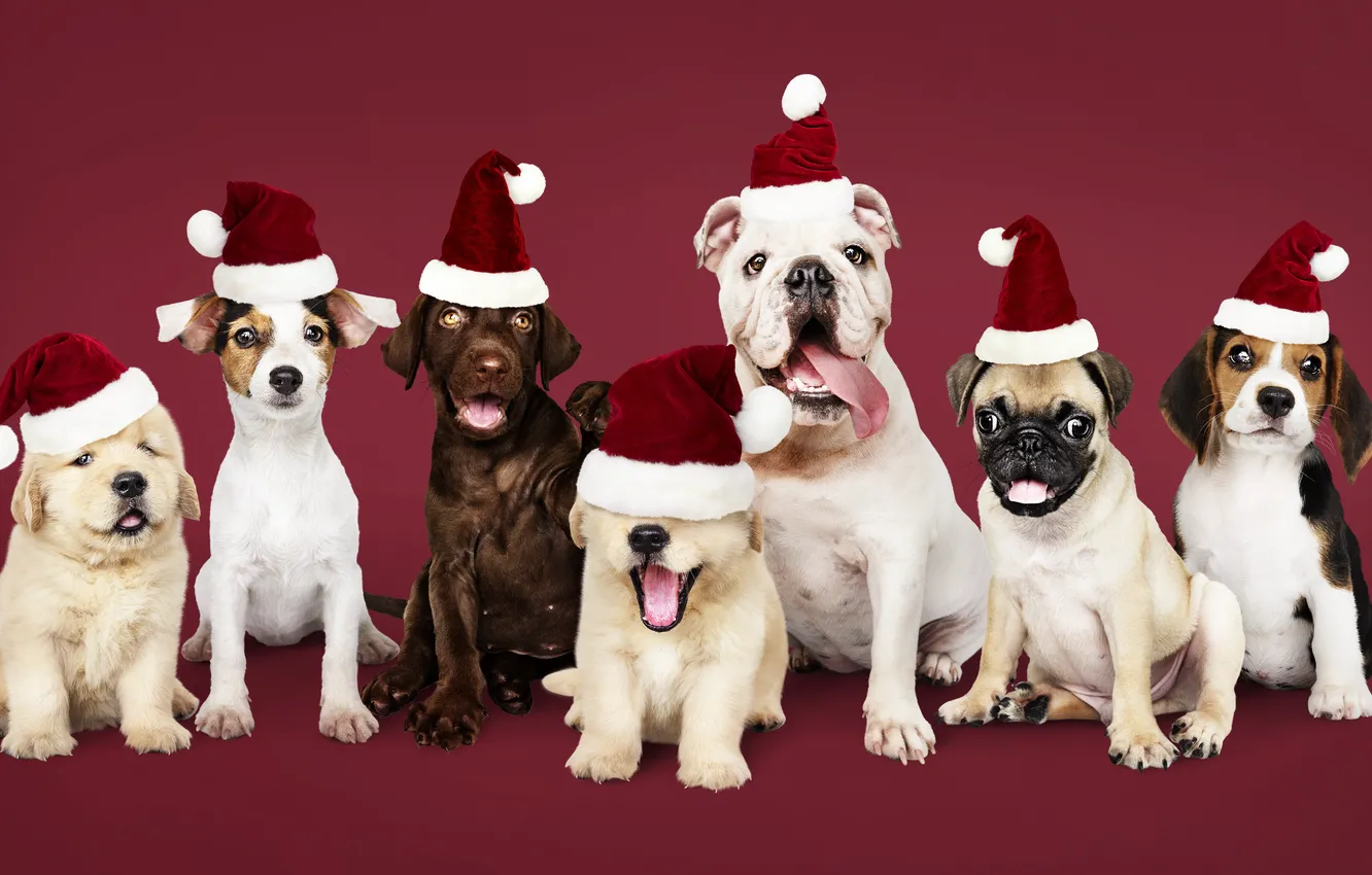 Фото обои собака, Новый Год, Рождество, щенок, happy, санта, Christmas, puppy