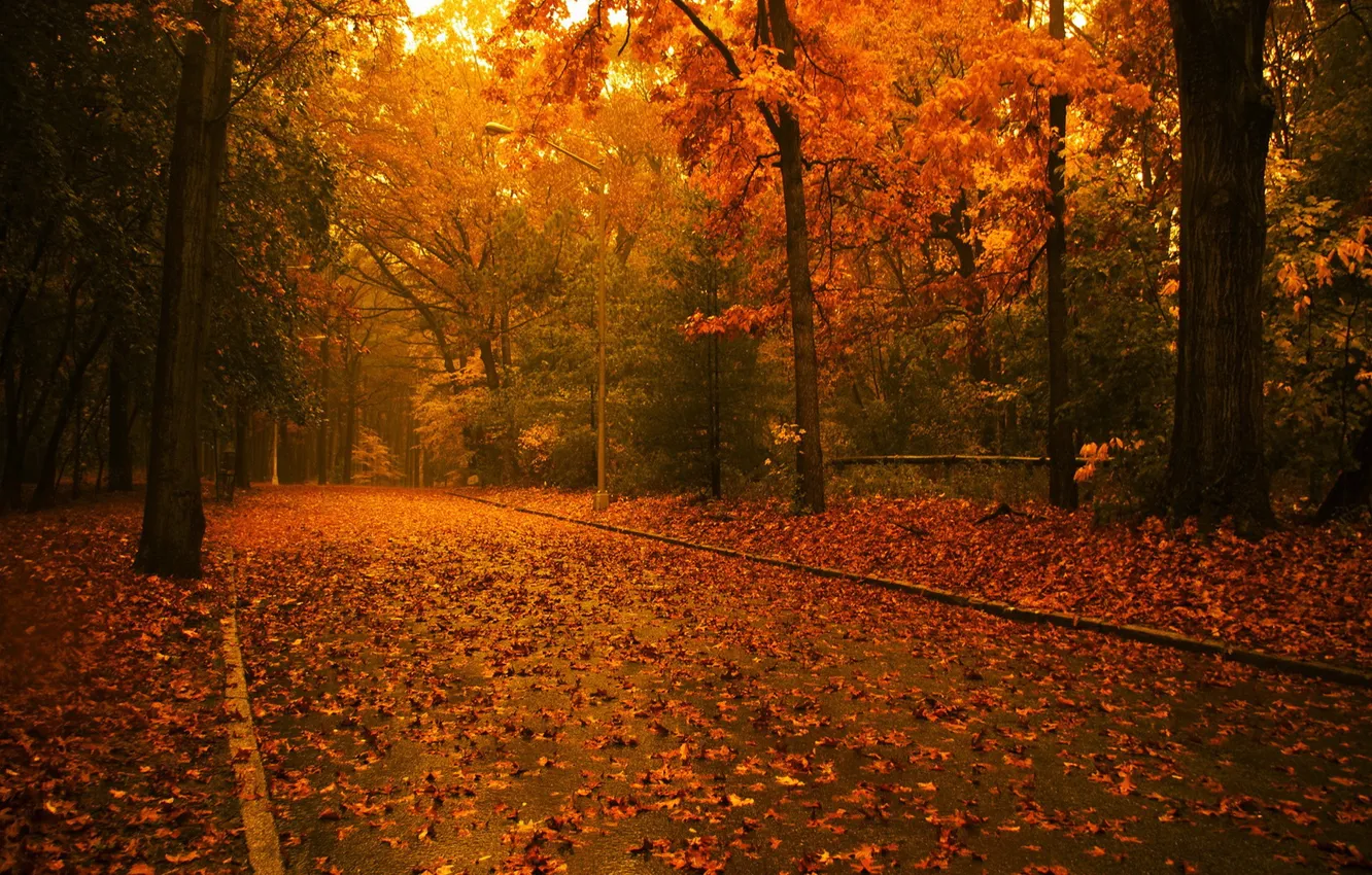 Фото обои forest, trees, sunlight