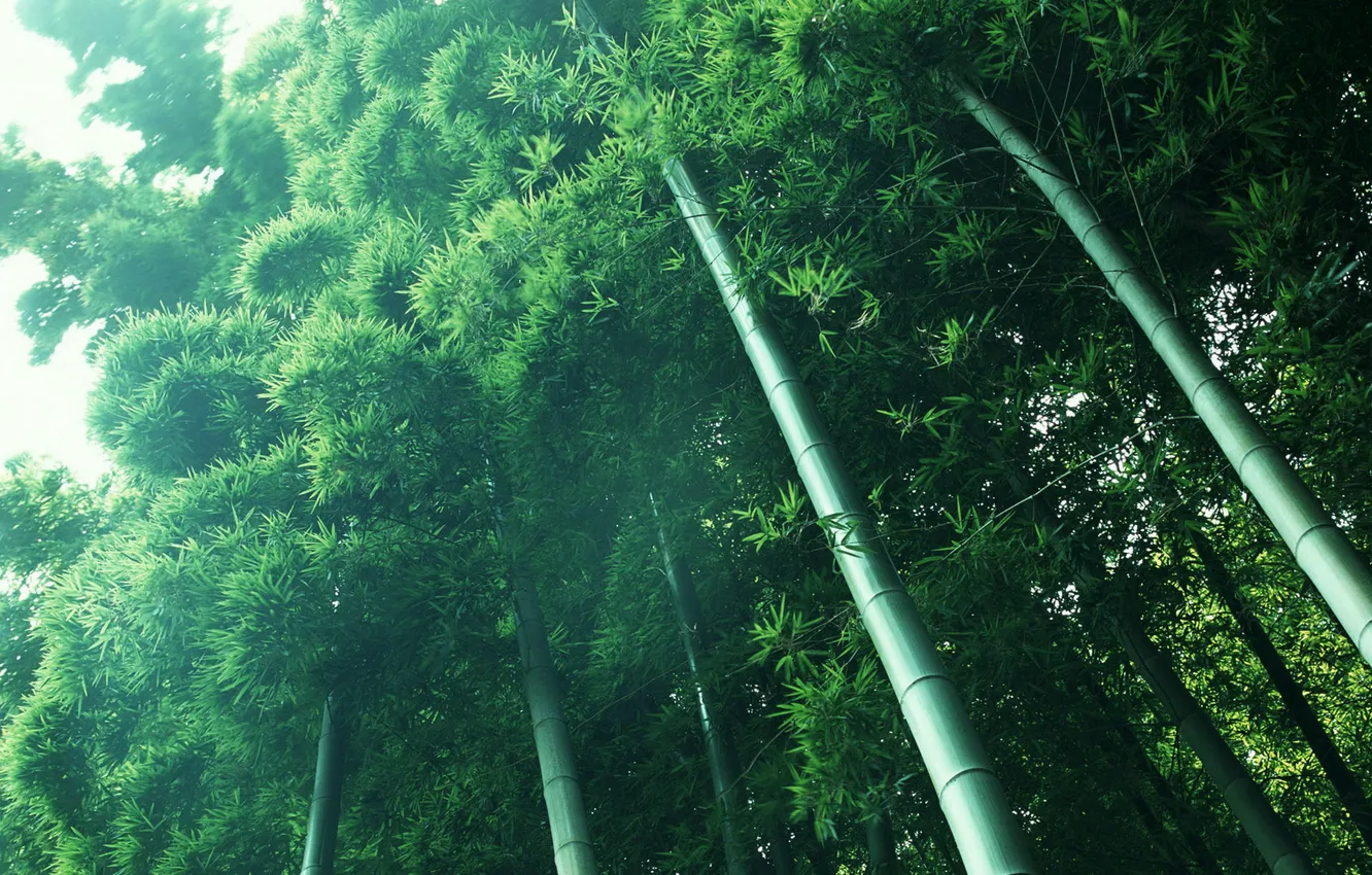 Фото обои свет, зеленый, растения, бамбук