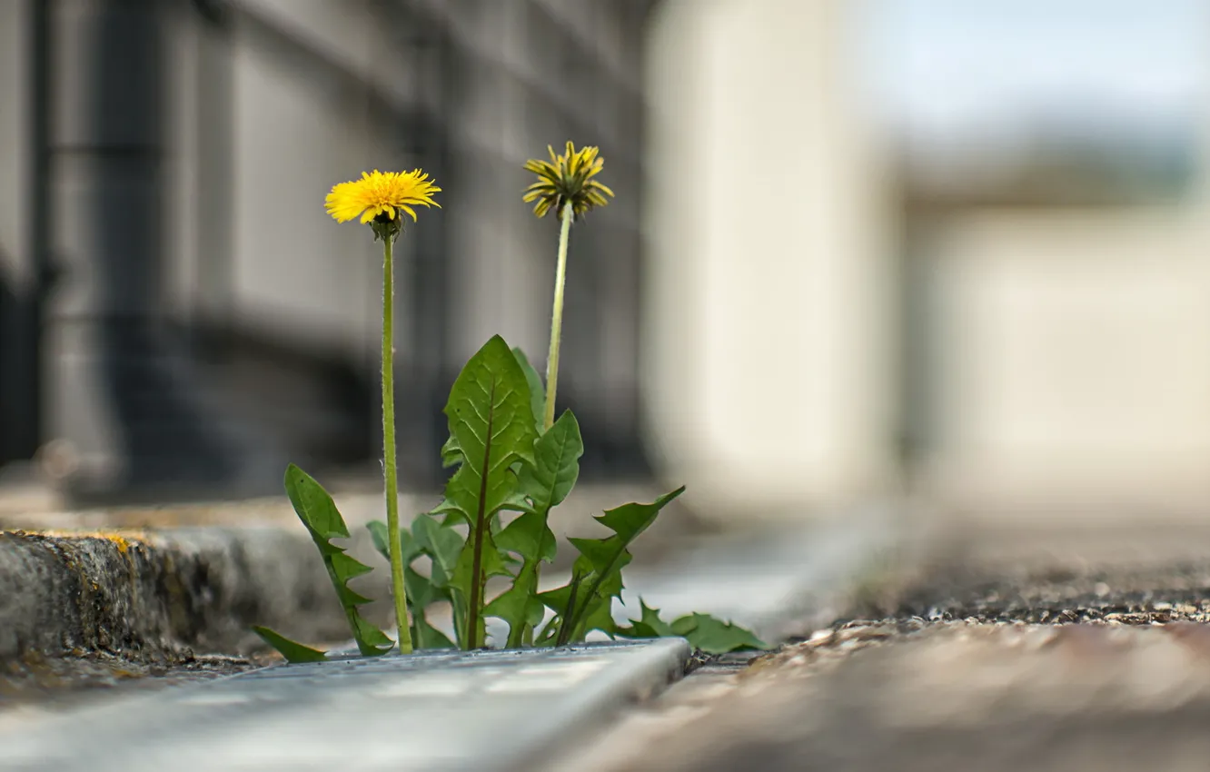 Фото обои трава, город, улица