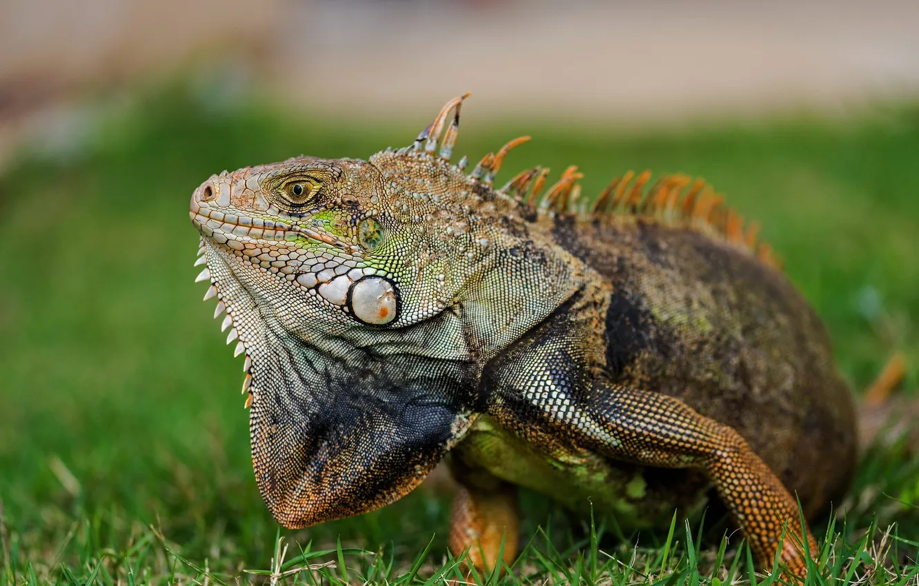 Фото обои природа, фон, Iguana