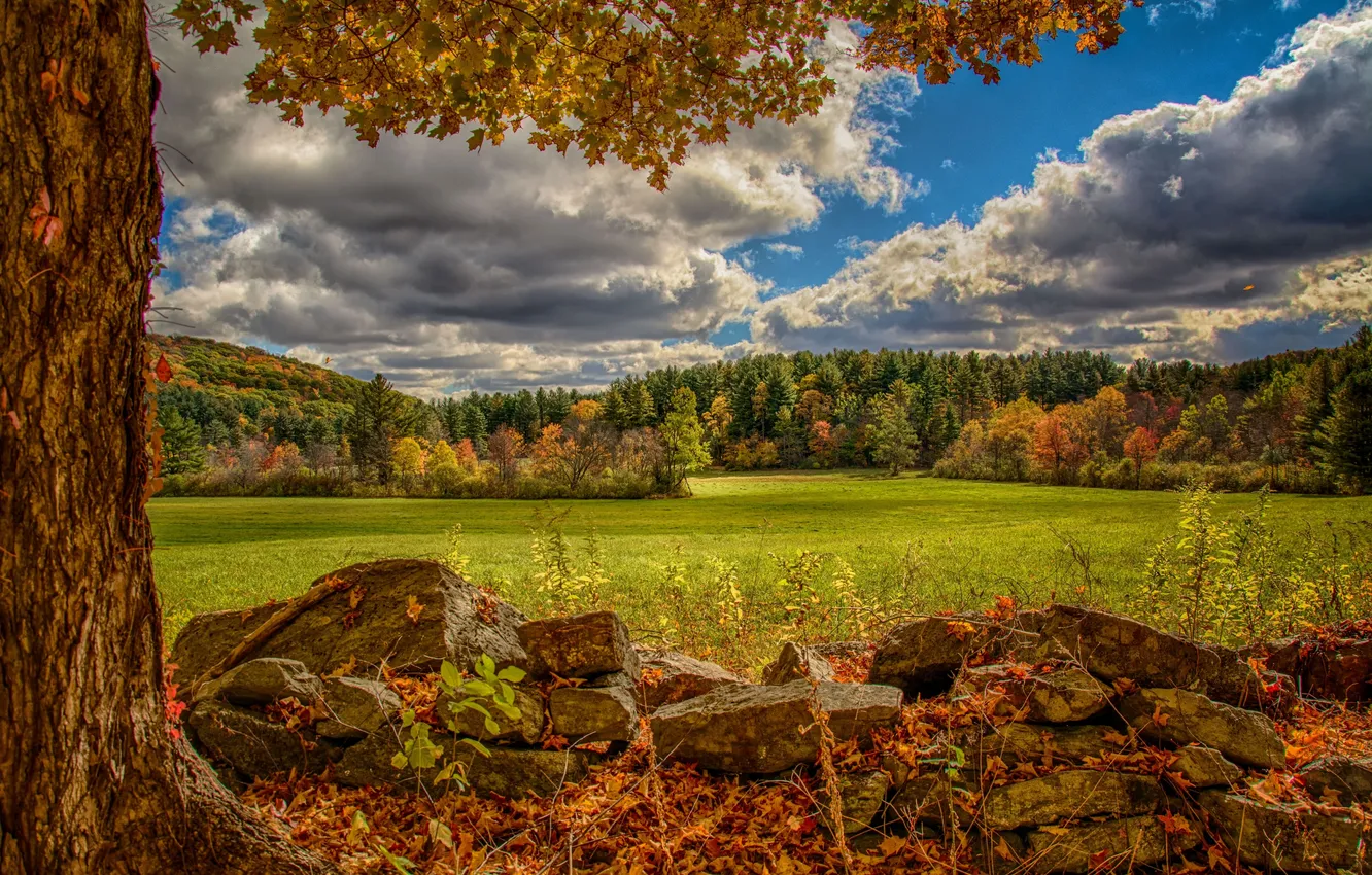 Фото обои осень, лес, камни, дерево, луг, Virginia, Виргиния, Norfolk