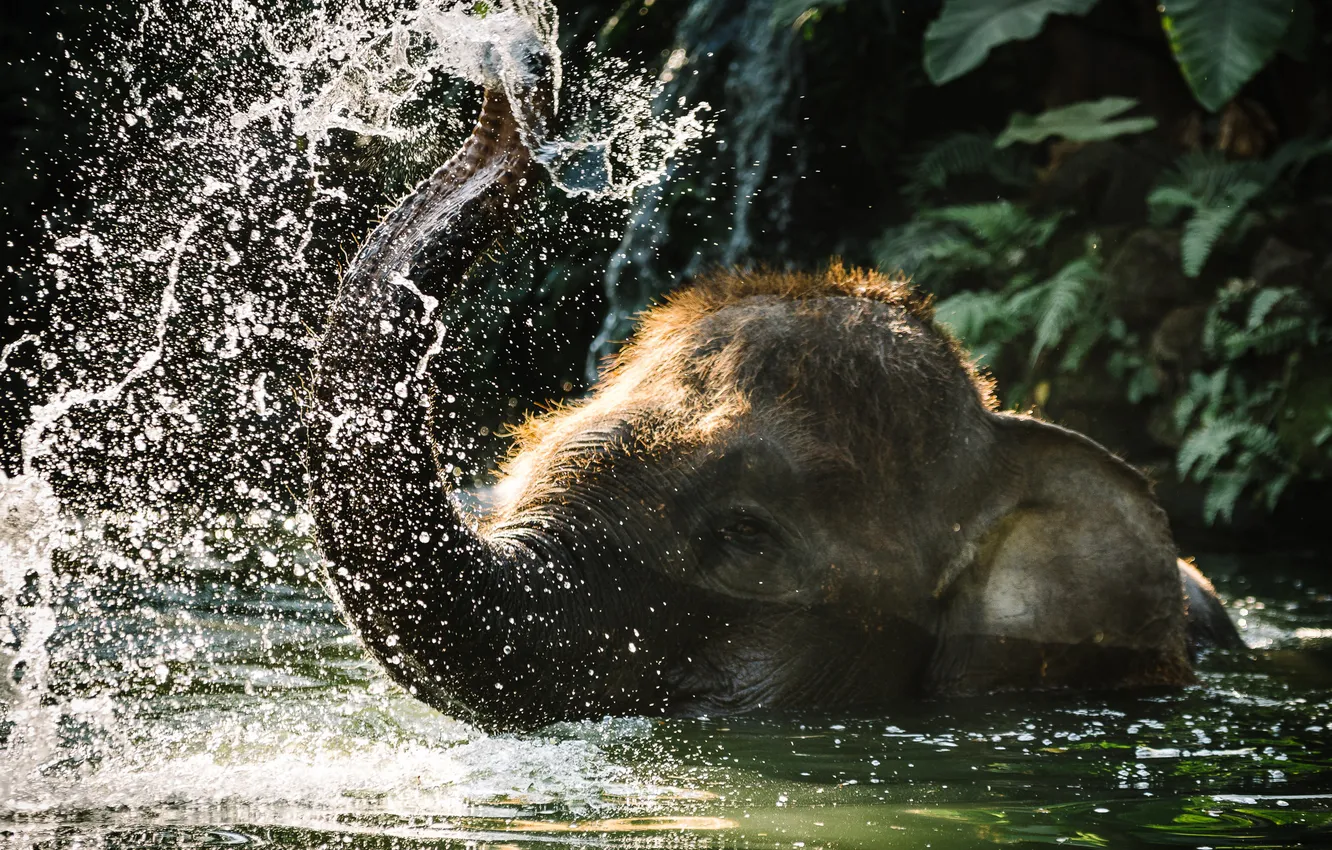 Фото обои вода, природа, слон
