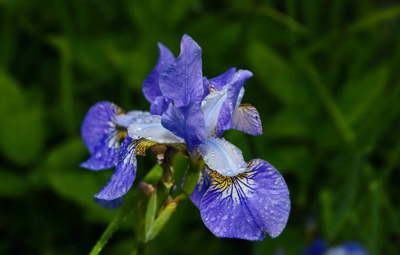 Фото обои Цветочки, summer, rain, синие, flowers, dark blue, летний дождь
