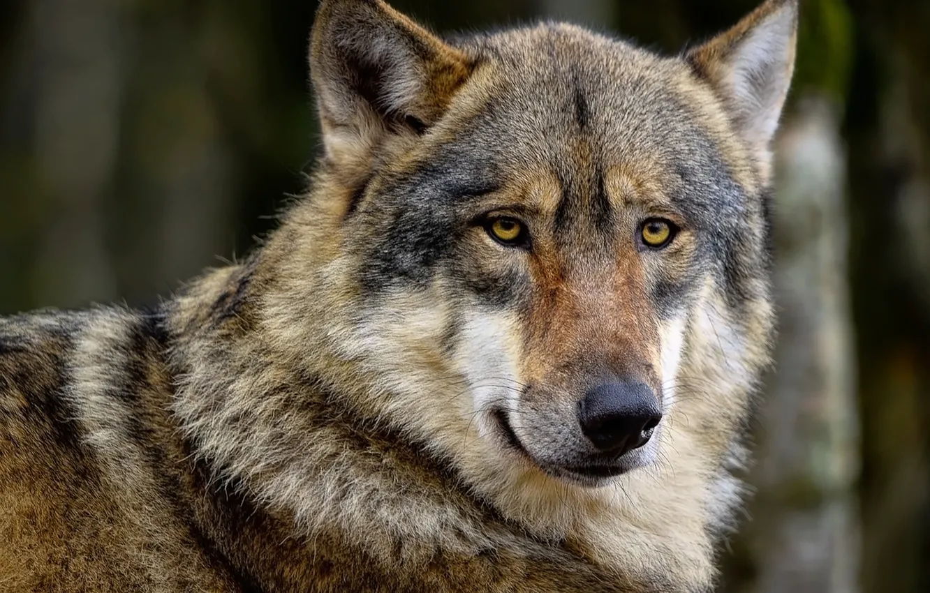 Фото обои nature, predator, animal, wolf, wildlife, portrait, portrait., Canis lupus. face