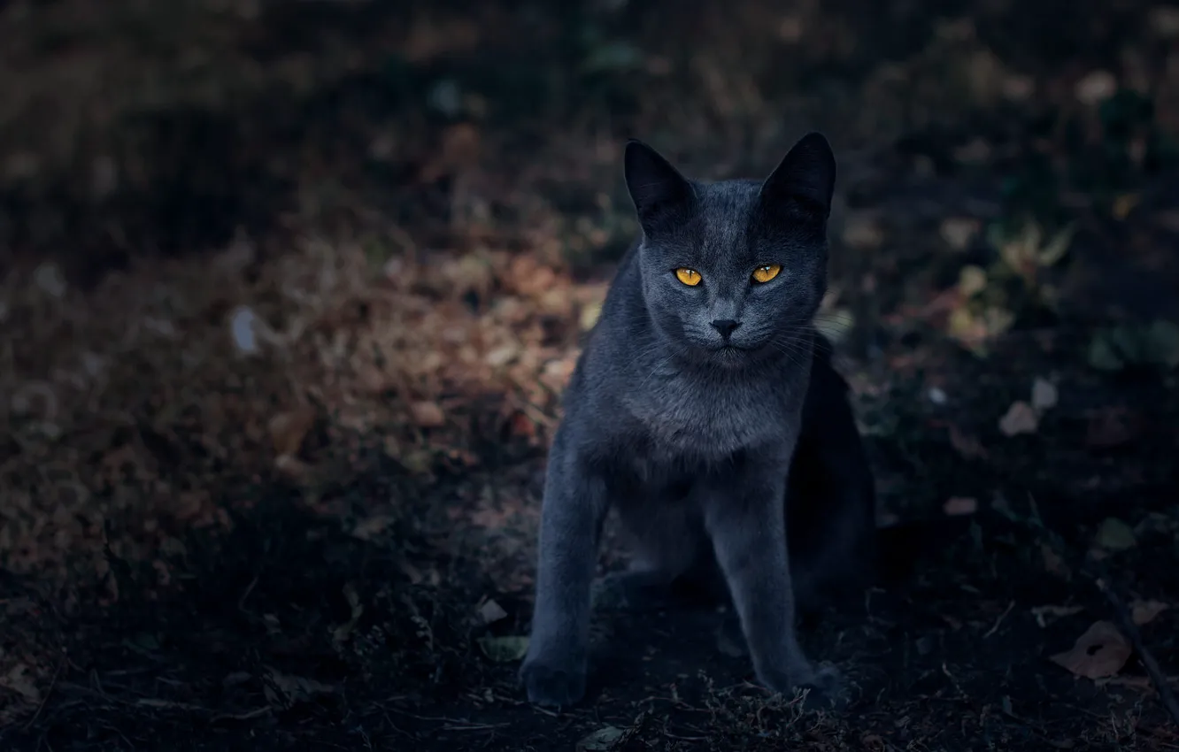 Фото обои кошка, кот, взгляд, природа, поза, темный фон, серый, мордочка