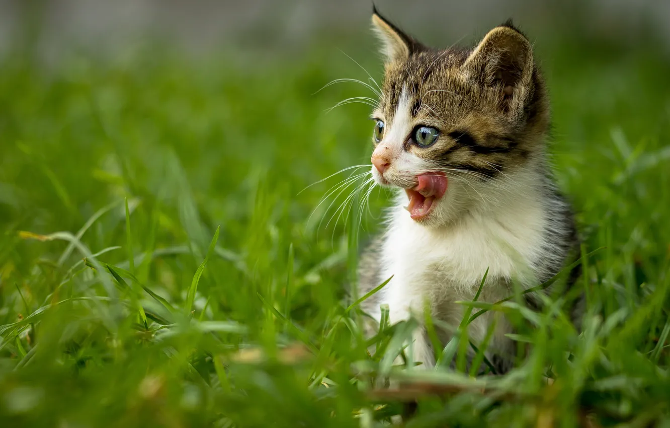 Фото обои трава, котенок, мордочка